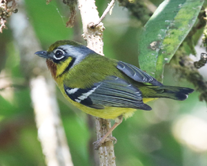 Black-eared Shrike-babbler