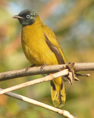 Long-tailed Broadbill