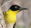 Black-headed Woodpecker