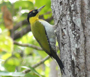 Black-headed Woodpecker