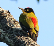 Black-headed Woodpecker