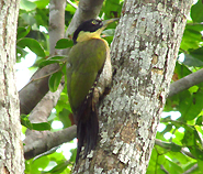 Black-headed Woodpecker