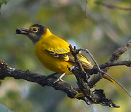 Black-hooded Oriole