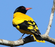 Black-hooded Oriole