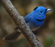 Black-naped Monarch