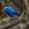 Black-naped Monarch