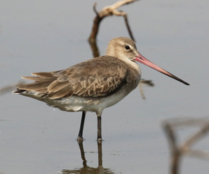 Black-tailed Godwit