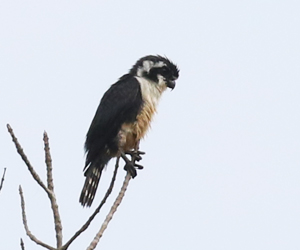 Black-thighed Falconet