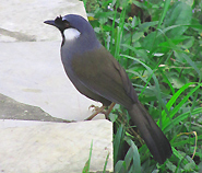 Black-throated Laughingthrush