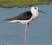 Black-winged Stilt