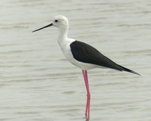 Black-winged Stilt