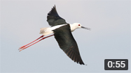 Black-winged Stilt