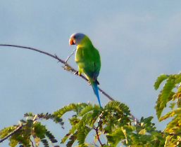 Blossom-headed Parakeet