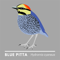 Malayan Banded Pitta T-shirt