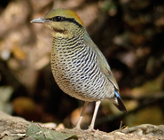 Blue PItta