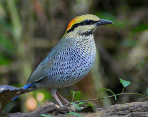 Blue Pitta