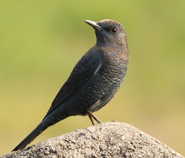 Blue Rockthrush