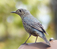 Blue Rockthrush