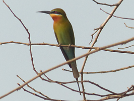 Blue-tailed Bee-eater