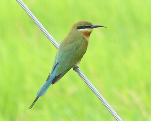 Blue-tailed Bee-eater