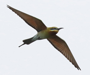 Blue-tailed Bee-eater