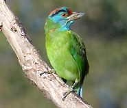 Blue-throated Barbet