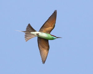 Blue-throated Bee-eater