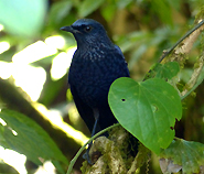 Blue Whistlingthrush