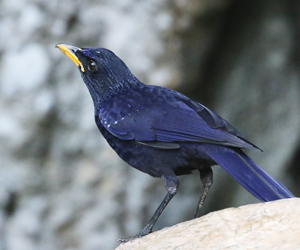 Blue Whistlingthrush