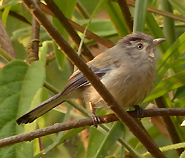 Blue-winged Minla