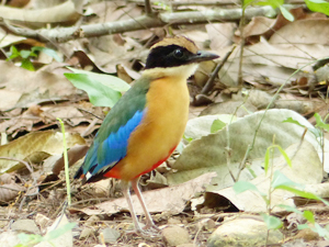 Blue-winged Pitta