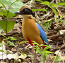 Blue-winged Pitta