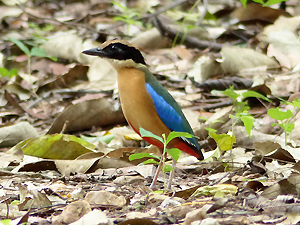 Blue-winged Pitta