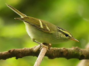 Blyth's Leaf Warbler