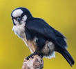 Bornean Falconet