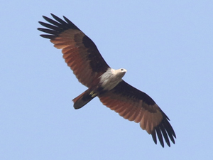 Brahminy Kite