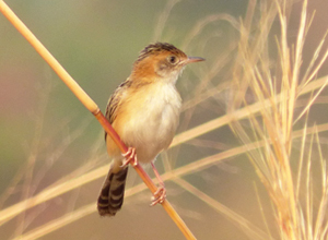 Golden-headed Cisticola