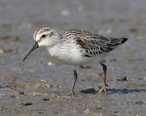 Broad-billed Sandpiper