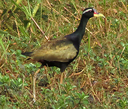 Bronze-winged Jacanas