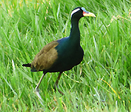 Bronze-winged Jacana