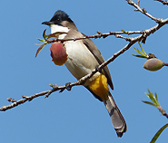 Brown-breasted Bulbul