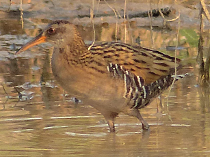 Brown-cheeked Rail