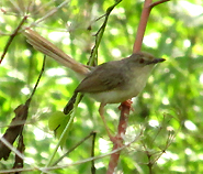 Brown Prinia