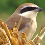 Brown Shrike
