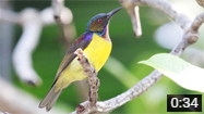 Brown-throated Sunbird