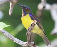 Brown-throated Sunbird