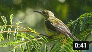 Brown-throated Sunbird