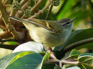 Buff-barred Warbler