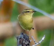 Buff-throated Warbler