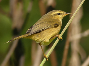 Buff-throated Warbler